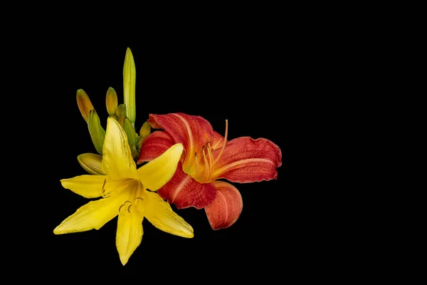 細密画静物画色幅広の赤と黄色の百合の花の対のマクロで 黒の背景に蕾がついています — ストック写真