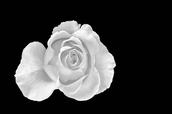 Monochrome White Rose Blossom Rain Drops Macro Black Background — Stock Photo, Image