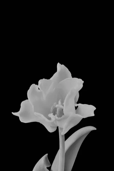 Geïsoleerde Witte Tulp Bloesem Monochrome Macro Zwarte Achtergrond — Stockfoto