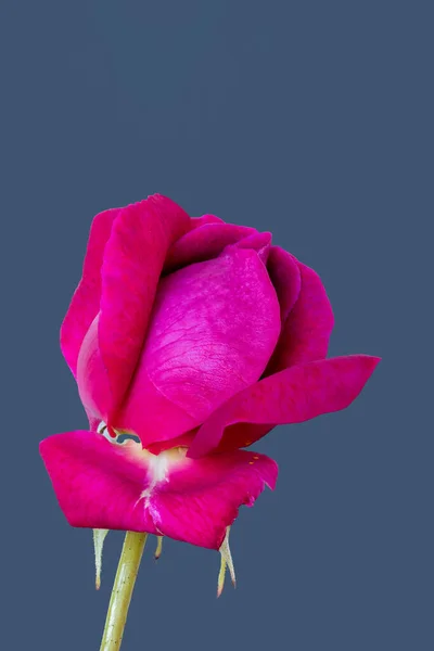 Czerwona Róża Zielonymi Liśćmi Niebieskim Tle Makro Pojedynczego Odizolowanego Kwiatu — Zdjęcie stockowe