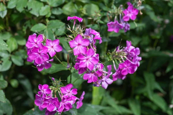 在阳光明媚的夏日 一丛簇 一束粉红色的凤尾花 背景自然模糊 其室外花朵的宏观颜色 — 图库照片