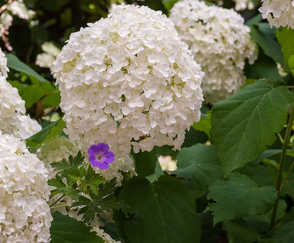 Fehér Buja Hortenzia Hortenzia Lila Kék Daru Virág Homályos Természetes — Stock Fotó