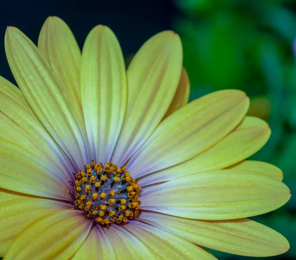 Fine art still life flower color macro of a wide open yellow african cape daisy/marguerite blossom on blurred green natural background in vintage painting style