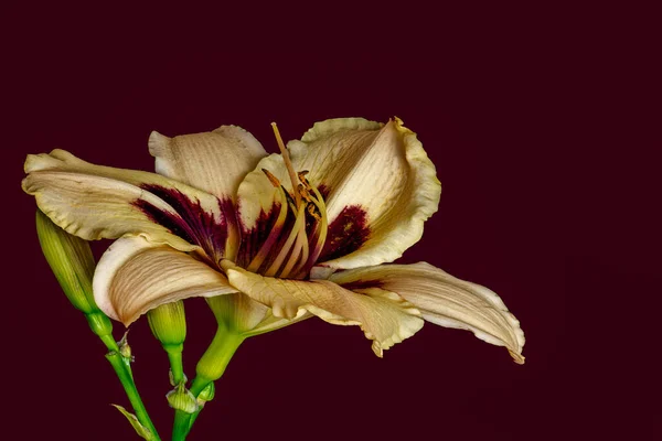 Bej Rengi Kırmızı Bir Çiçeğin Günlük Makrosu Tomurcuklar Mor Arka — Stok fotoğraf