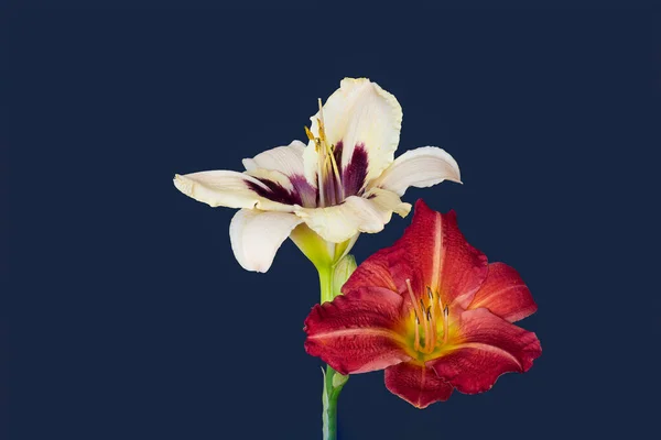 Güzel Sanatlar Izole Edilmiş Geniş Açık Mor Bej Renkli Çiçekleri — Stok fotoğraf