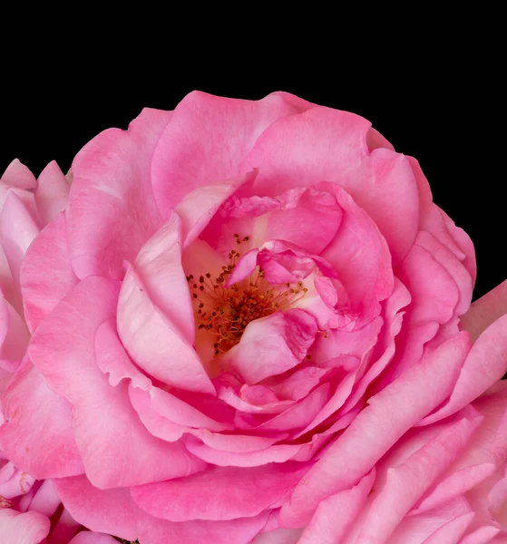 Bight Ros Makro Ett Hjärta Rosa Blomma Vintage Målning Stil — Stockfoto