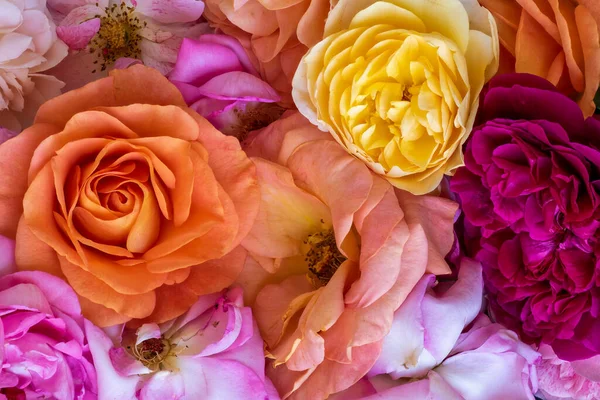 colorful carpet of rose blossoms top view macro, symbolic figurative bed of roses love romance feelings romantic desire dedication