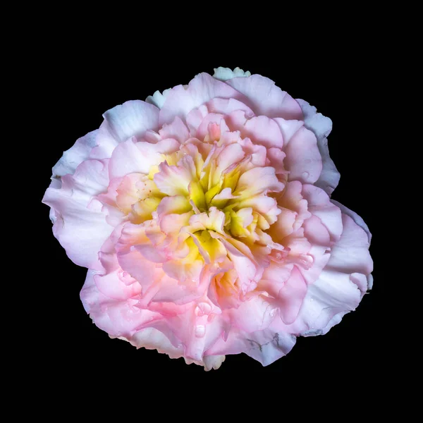 黑色背景上有雨滴的白色黄色粉红秋海棠花 免版税图库照片
