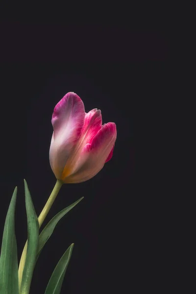 Vibrant red pink white single tulip blossom macro with green leaves on black background in vintage painting style
