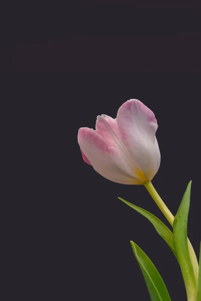 Bright Pink White Single Tulip Blossom Macro Green Leaves Dark — Stock Photo, Image