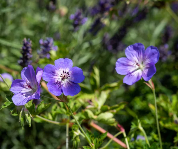 Imagen Floral Color Aire Libre Arbusto Geranio Azul Violeta Abierto — Foto de Stock