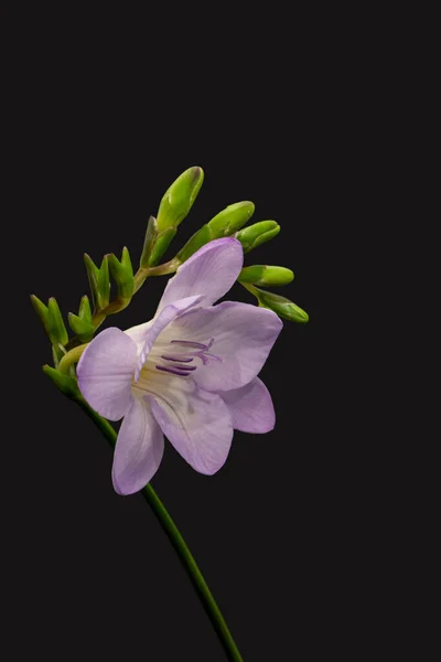 Isolated Pastel Violet Flowering Freesia Green Buds Macro Black Background — Stock Photo, Image