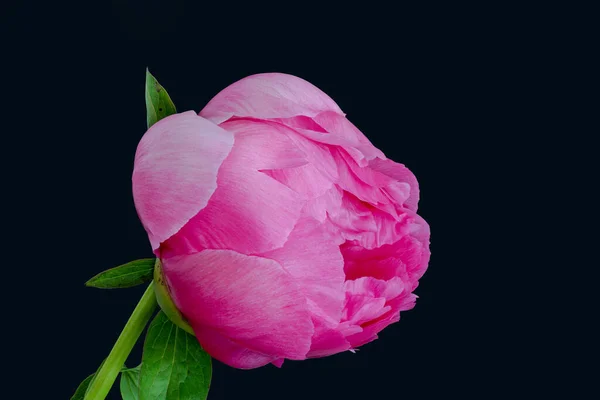Glossy Pink Peony Blossom Green Leaves Stem Black Background Vintage — Stock Photo, Image