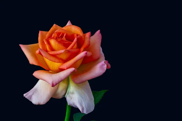 Roze Oranje Wit Geel Roos Bloesem Met Bladeren Macro Zwarte — Stockfoto