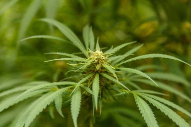 Esrar SAP detaylı portresi. Bunlar daha düşük miktarda Thc kenevir..