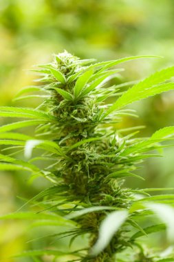 Esrar çiçek - çiçek açan Marijuana bitkisi erken beyaz çiçekli