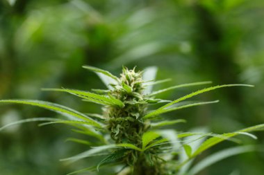 Esrar çiçek - çiçek açan Marijuana bitkisi erken beyaz çiçekli