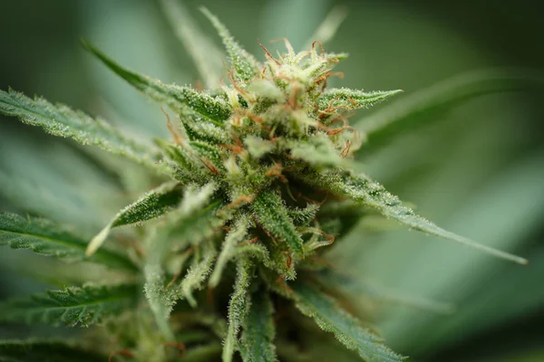 Detail of Marijuana Flower with Long Leaves