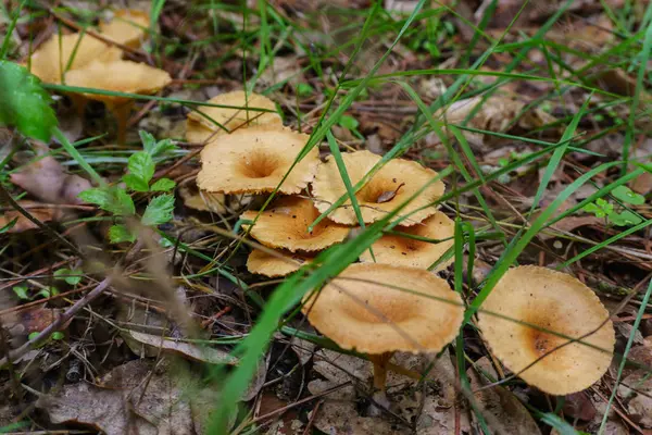 长时间雨后苔藓中的森林蘑菇 — 图库照片