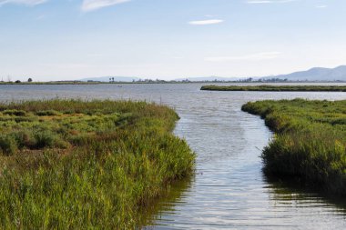 Delta de l'Ebre doğal Park Katalonya, nehir bitkiler manzaralı gelen