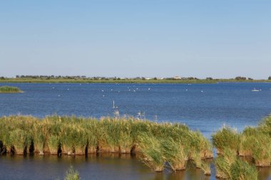 Delta de l'Ebre doğal Park Katalonya, nehir bitkiler manzaralı gelen