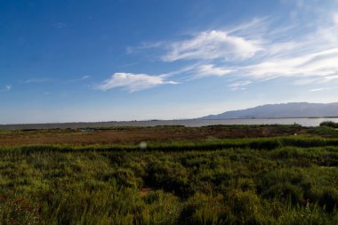 Delta de l'Ebre rezervasyon park Katalonya gelen. Nehir bitkiler manzaralı