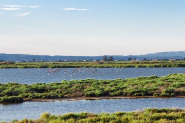 uçan deltasında flamingolar