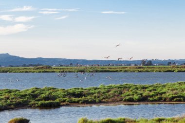 uçan deltasında flamingolar