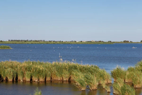 Delta de l'Ebre doğal Park Katalonya, nehir bitkiler manzaralı gelen