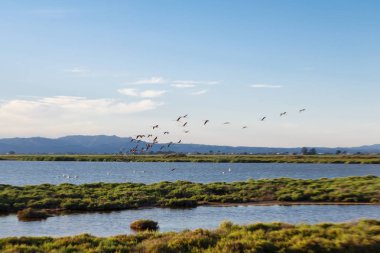 uçan deltasında flamingolar