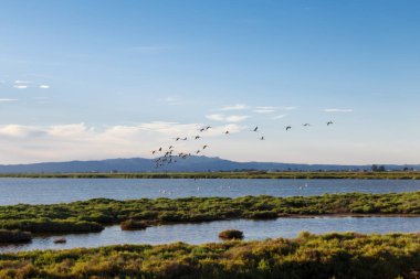 uçan deltasında flamingolar
