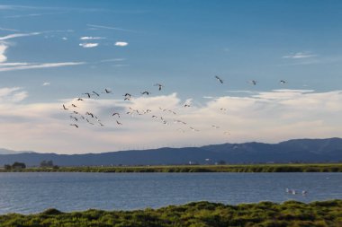 uçan deltasında flamingolar