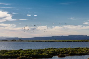 uçan deltasında flamingolar