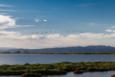 uçan deltasında flamingolar