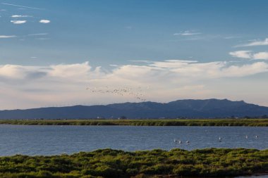 uçan deltasında flamingolar
