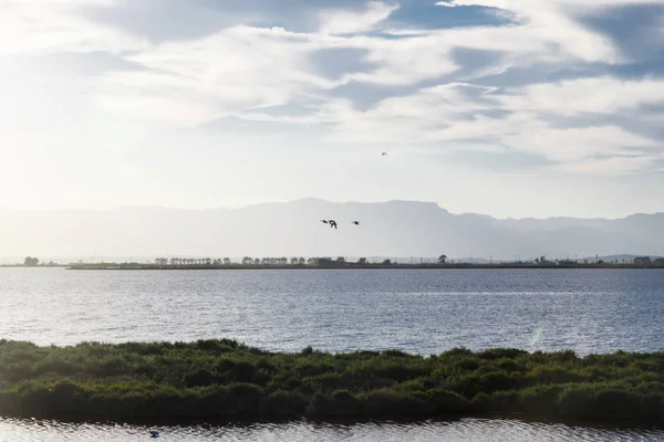 Flamingos Voando Delta — Fotografia de Stock