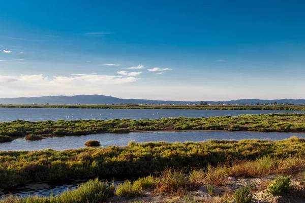 uçan deltasında flamingolar