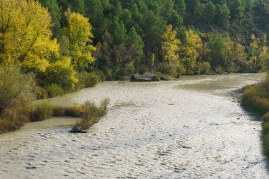 bir orman ve büyük bir nehrin güzel doğal peyzaj