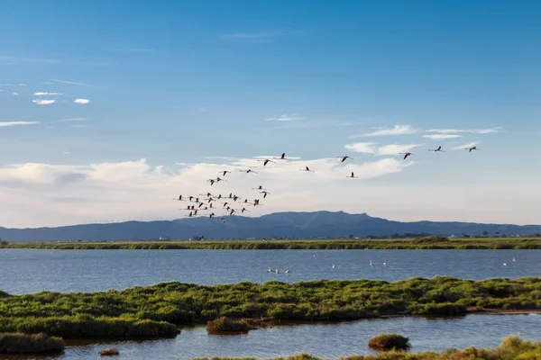 Flamingos Som Flyger Naturlig Park Delta Del Ebro Catalonia — Stockfoto