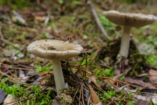 Två Svamp Växer Trä Färsk Svamp Växer Skogen — Stockfoto