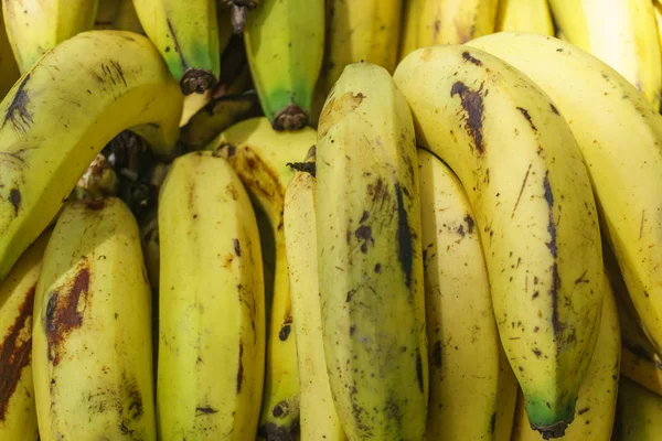 çiftçi Orta Amerika'da organik muz