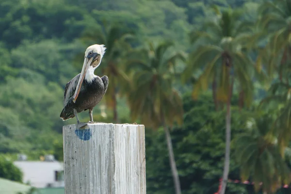 Amerikanska Pelican Vilar Inlägget Nicaragua — Stockfoto