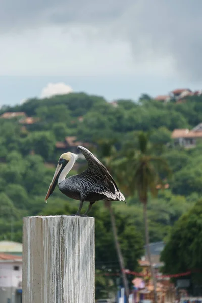 Brown Pelican Natuur — Stockfoto