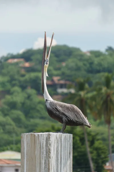 Pelican Met Open Snavel — Stockfoto