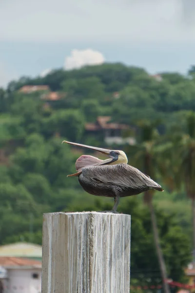 Pelican Met Open Snavel — Stockfoto