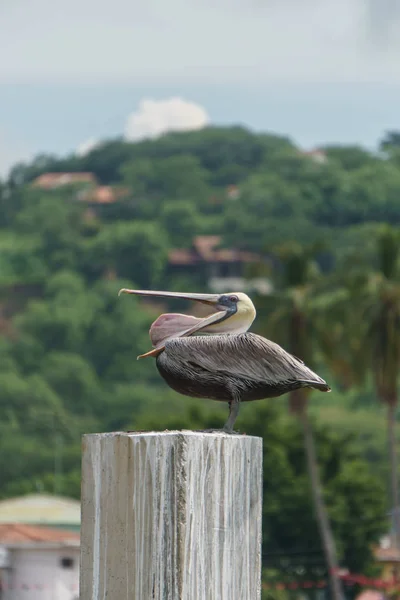 Pelican Met Open Snavel — Stockfoto