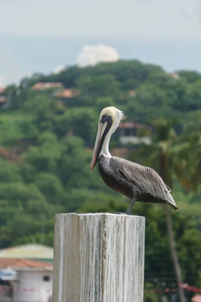 Brown Pelican Natuur — Stockfoto