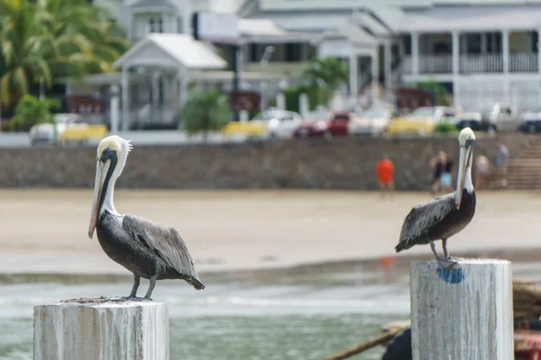 Pélican Dans Océan Oiseau Mer — Photo