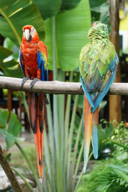 doğada tropik papağan