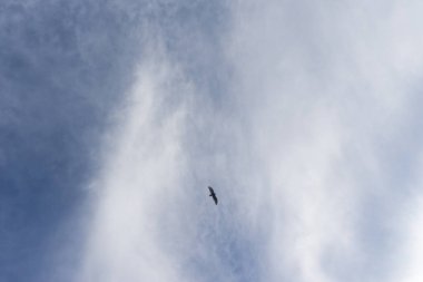 arka plan olarak uçan kuş mavi gökyüzü